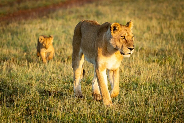 Lioness walks with cub in sunlit grass — 스톡 사진
