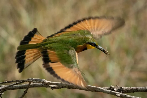 Little bee-eater about to land carrying insect — Stock Photo, Image