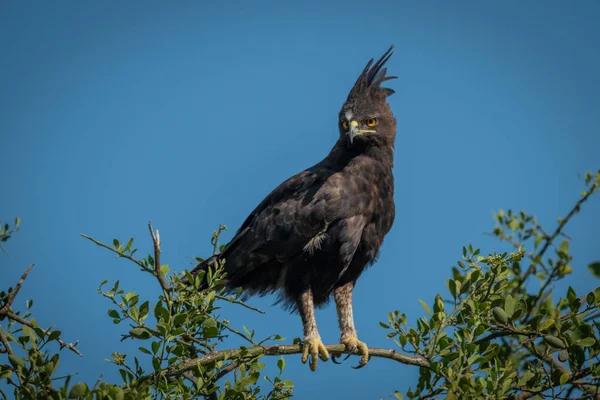 Långfjädrad örn sittande på grenen blickande ner — Stockfoto