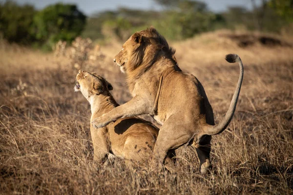 Τα λιοντάρια ζευγαρώνουν σε καμμένο γρασίδι το σούρουπο. — Φωτογραφία Αρχείου