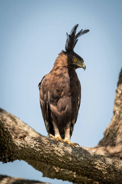 Long-crested eagle kijkt naar beneden van zonnige tak — Stockfoto