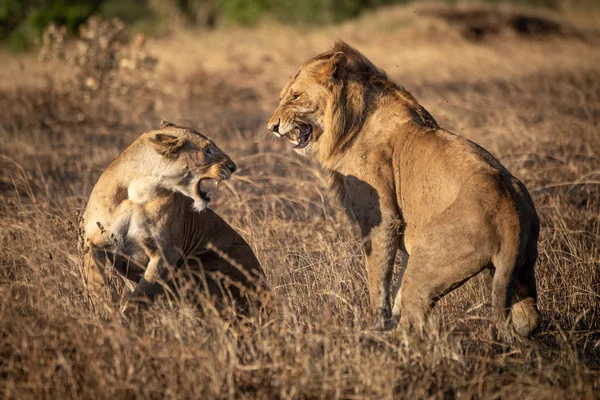 Aslanlar çiftleşmeden sonra birbirlerine bağırırlar. — Stok fotoğraf