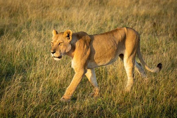 La leonessa cammina attraverso l'erba con le gambe dritte — Foto Stock