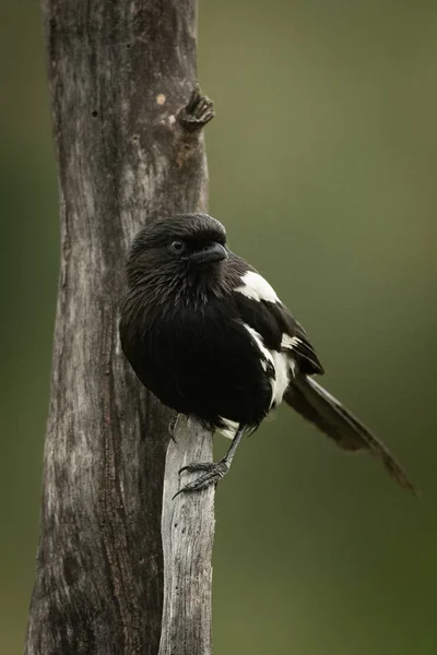 Magpie shrike clinging to vertical dead branch — Stock Photo, Image