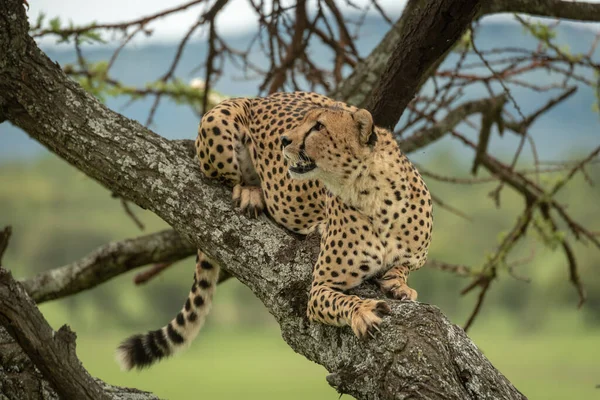 Male cheetah lies in tree looking up — Stock Photo, Image