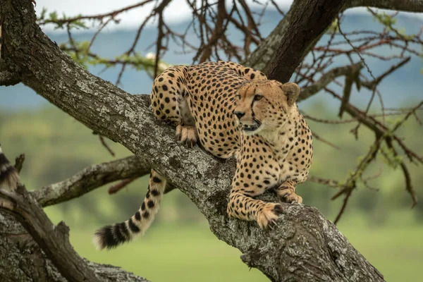 Male cheetah lies in tree looking left — Stock Photo, Image