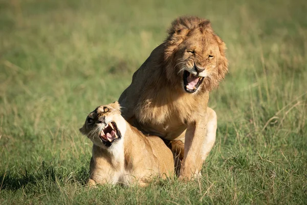 Lions mâles et femelles rugissent pendant l'accouplement — Photo