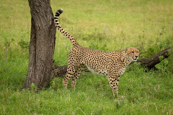 Mannelijke cheeta markeert grondgebied tegen boomstronk — Stockfoto