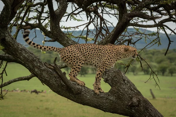Mannelijke cheeta hurken op stam in profiel — Stockfoto