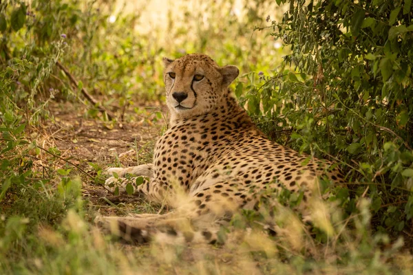 Mannlig gepard i skyggen av busk – stockfoto