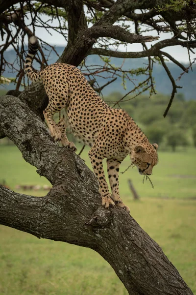 Guepardo macho posado en el tronco mirando hacia abajo — Foto de Stock