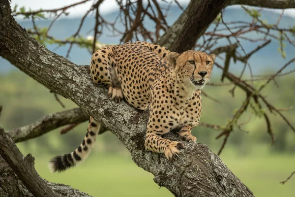 Mužský gepard leží na stromě a dívá se doprava — Stock fotografie