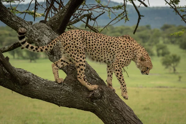 Male cheetah prepares to climb down tree — Stock Photo, Image