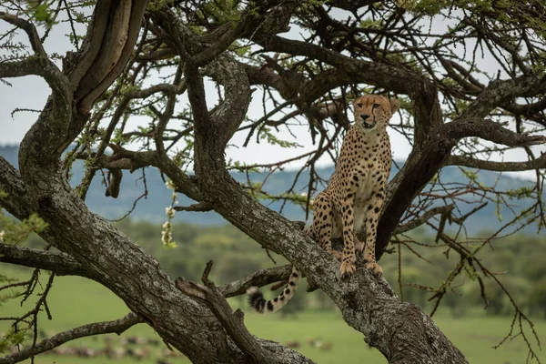 Mužský gepard sedí v akátě a dívá se vlevo — Stock fotografie