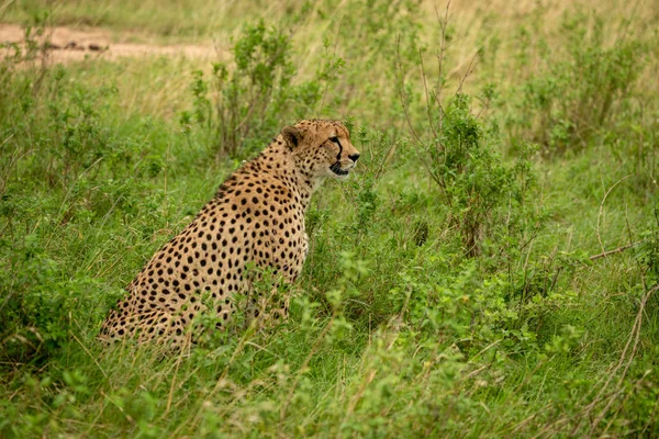 Man gepard sitter bland buskar i savann — Stockfoto