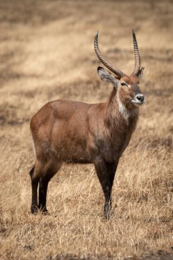 Erkek Defassa su geyiği yanmış çimlerde duruyor