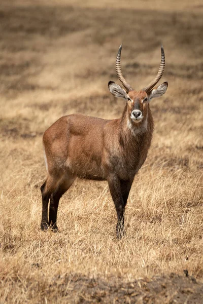 Male Defassa Waterbuck Stands Burnt Grass — Stock Photo, Image