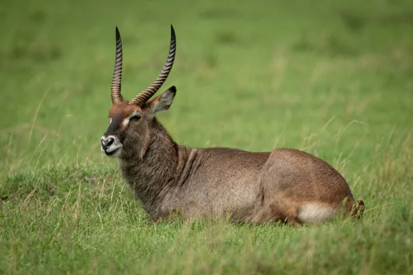 Masculino Defassa Waterbuck Mentiras Olhando Para Câmera — Fotografia de Stock