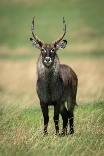 Man Defassa Vattenbock Står Solig Savann — Stockfoto