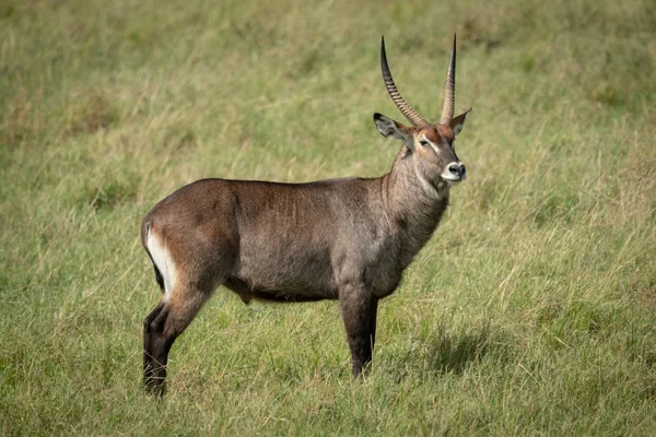 Macho Defassa Waterbuck Stands Alto Hierba —  Fotos de Stock