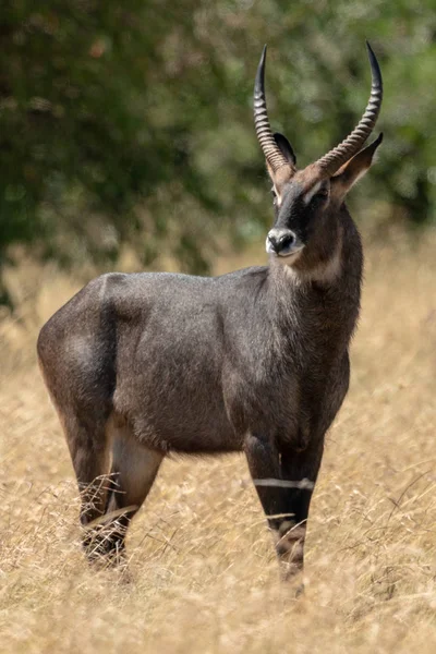 Männlicher Defassa Wasserbock Steht Langen Gras — Stockfoto