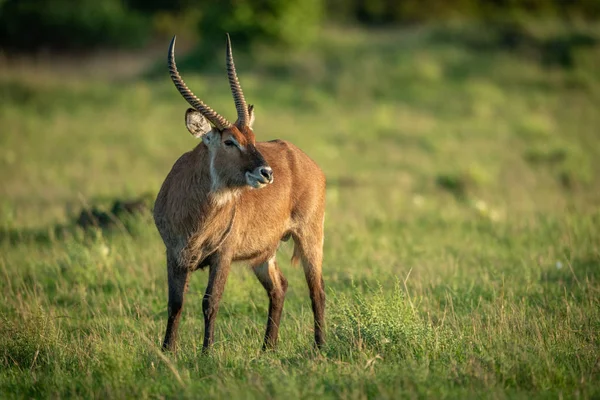 Mannelijke Defassa Waterbok Staat Kort Gras — Stockfoto