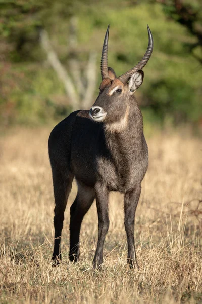 Male Defassa Waterbuck Stands Staring Camera — Stock Photo, Image