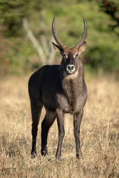 Masculino Defassa Waterbuck Fica Olhando Para Câmera — Fotografia de Stock