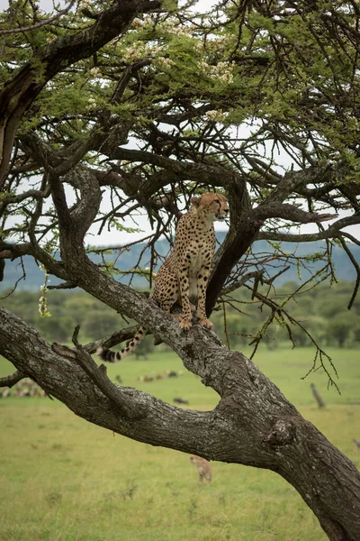 Чоловічий Гепард Сидить Стовбурі Дерева Акації — стокове фото