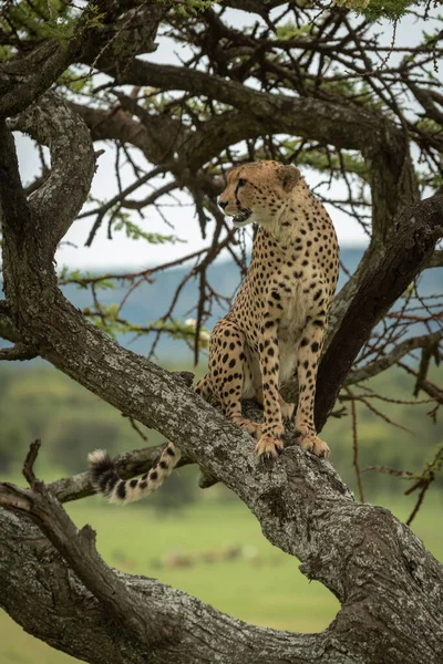 Mužský Gepard Sedí Stromě Otáčí Hlavou — Stock fotografie