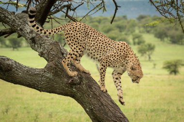Erkek çita Savannah 'da bagajda yürüyor.
