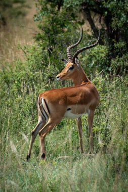 Erkek Impala geriye bakmak için başını çevirir