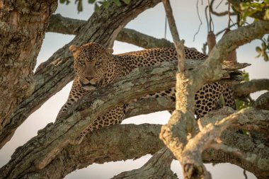 Erkek leopar ağaçtan dışarı bakıyor.