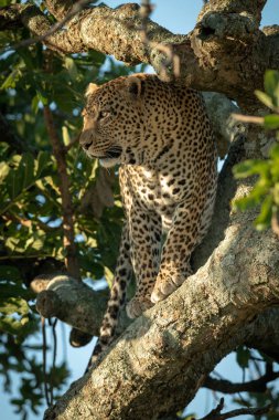 Erkek leopar yapraklı ağaçtan dışarı bakıyor.