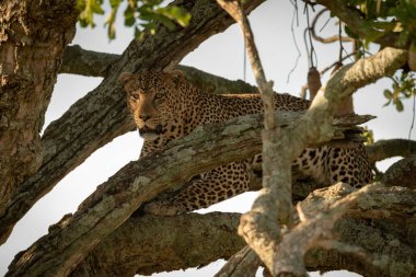 Erkek leopar sosis ağacından aşağı bakar.