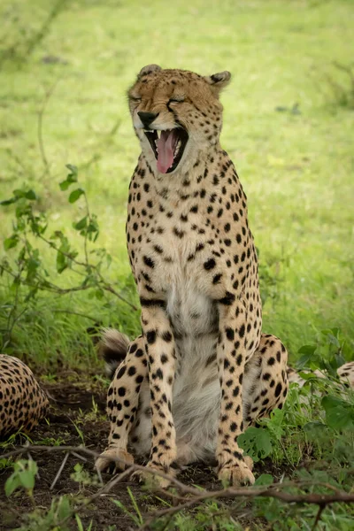 Erkek Çita Gözleri Kapalı Esniyor — Stok fotoğraf