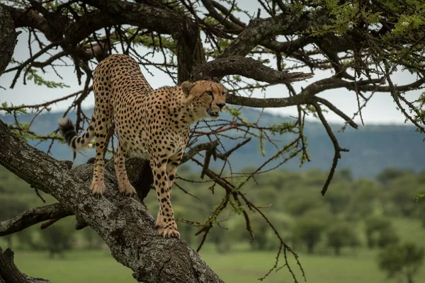 Mužský Gepard Stojí Stromě Dívá Dopředu — Stock fotografie