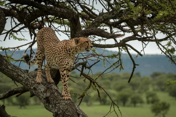 Männlicher Gepard Steht Baum Und Schaut Nach Rechts — Stockfoto