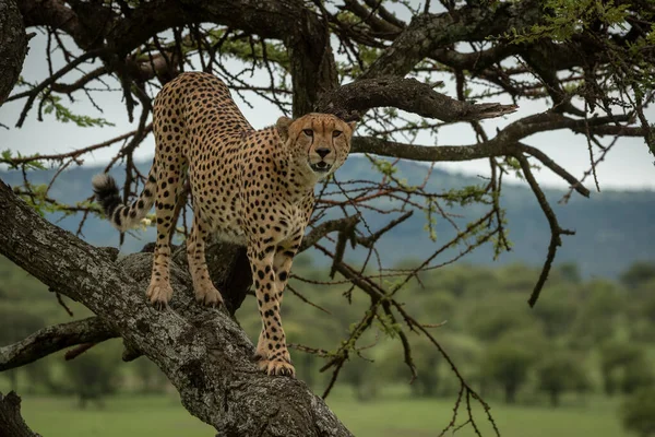 Guépard Mâle Tient Dans Arbre Caméra Surveillance — Photo