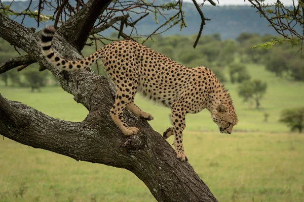 Man Cheeta Loopt Naar Beneden Boom Savanne — Stockfoto
