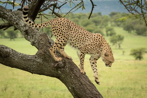 Male Cheetah Walks Trunk Savannah — ストック写真