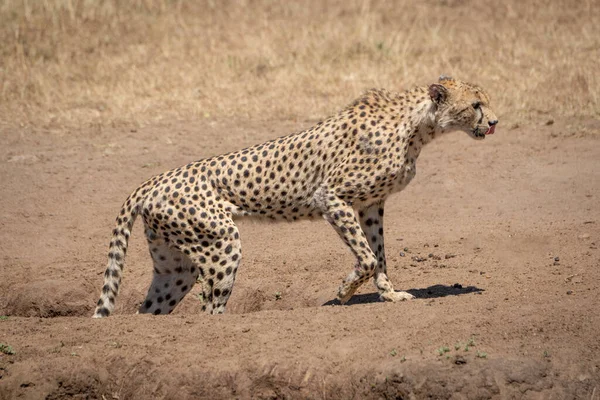 Male Cheetah Walks Out Dirt Gully — Stock Photo, Image
