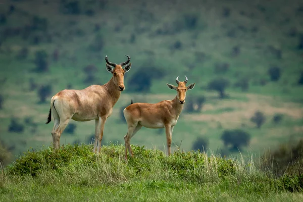 Manliga Hartebeest Och Kalv Står Kullen — Stockfoto