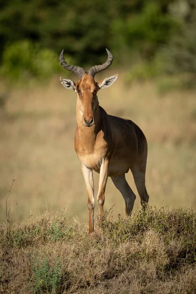 Macho Hartebeest Muestra Mismo Herbáceo Banco —  Fotos de Stock