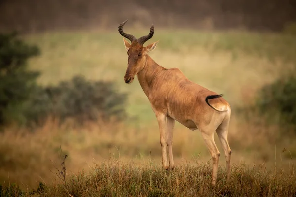 Male Hartebeest Stands Mound Turning Head — Stock Photo, Image