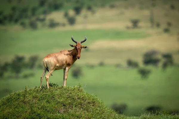 Αρσενικό Hartebeest Στέκεται Στο Ανάχωμα Βλέποντας Κάμερα — Φωτογραφία Αρχείου