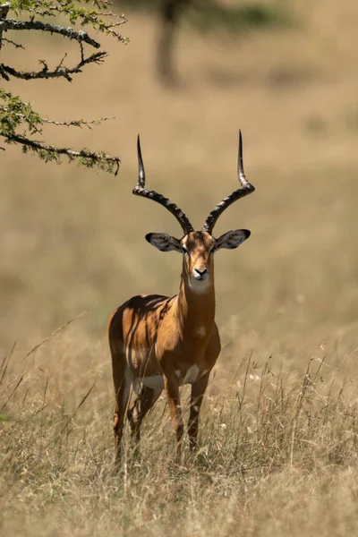 Erkek Impala Ağacın Gölgesinde Duruyor — Stok fotoğraf