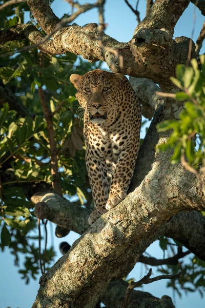 Male Leopard Eyes Camera Tree Trunk — Stock Photo, Image
