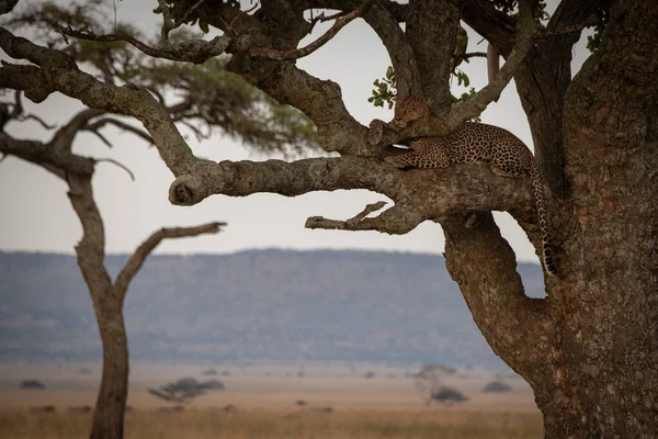 Hombre Leopardo Encuentra Dormido Rama Árbol — Foto de Stock