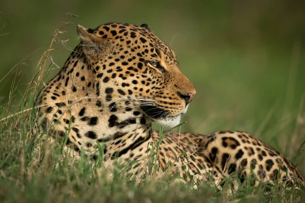 Erkek Leopar Çimenlerde Yatar Sağa Bakar — Stok fotoğraf